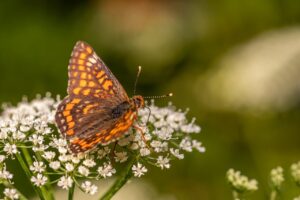 デリケートゾーンの匂い対策に最適なソープは？