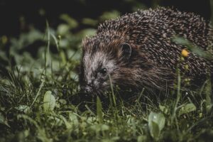 動物性脂肪と体臭の関係について知っておくべきことは？