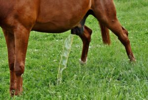 尿漏れが気になる方におすすめの対策はにおう？