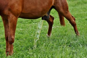 尿漏れの匂いを効果的に消す方法は？