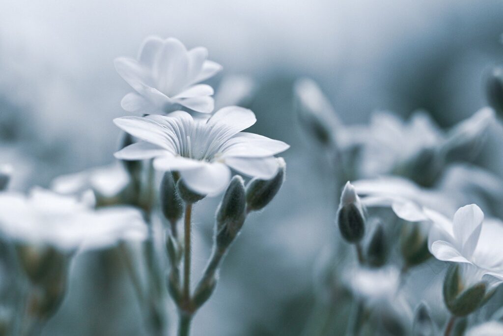 デリケートソープおすすめで敏感肌に最適な商品は？