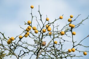 ミドル脂臭の原因となる部位はどこですか？