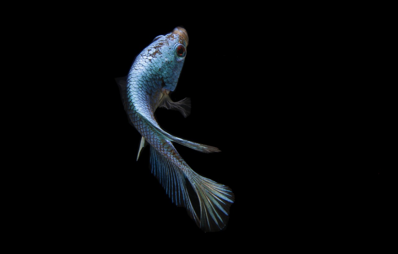 膣が魚臭い原因となる病気とは何ですか？
