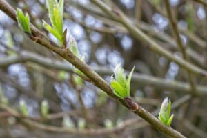 頭皮の臭いの原因は女性に多い悩みなのか？