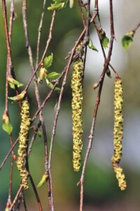 体臭とアレルギーの関係について知っておくべきことは？