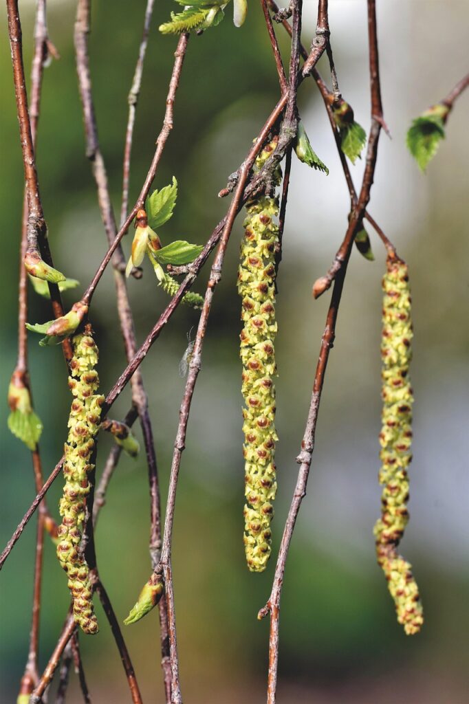 体臭とアレルギーの関係について知っておくべきことは？
