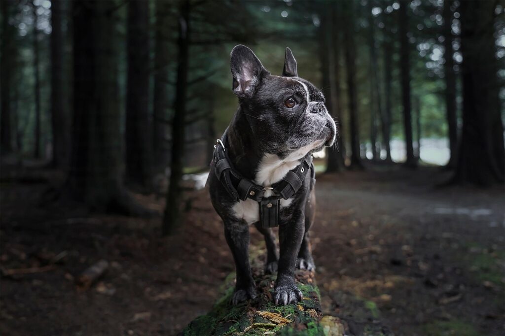 犬の臭いを取る方法はこれで決まり？