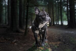 犬の臭いを取る方法はこれで決まり？