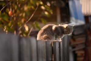 猫の臭いを取る方法はこれで決まり？